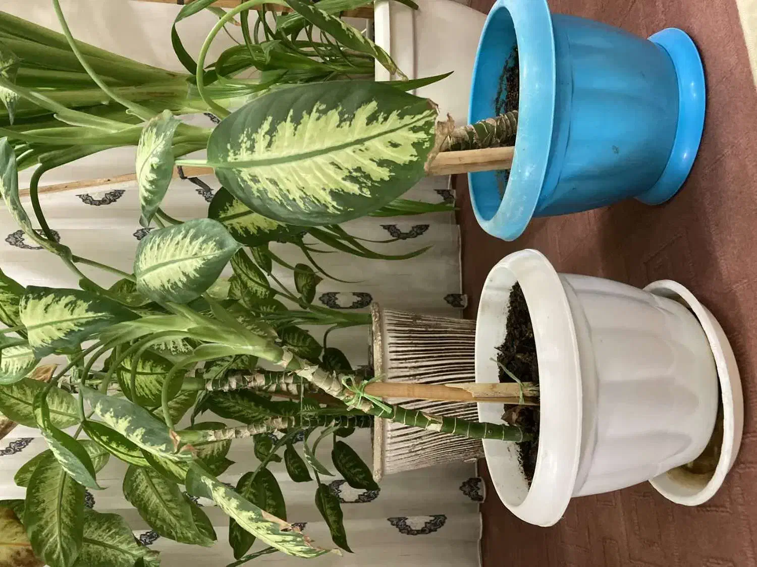 گلهای طبیعی آپارتمانی فریمان|گل و گیاه طبیعی|فریمان, |دیوار