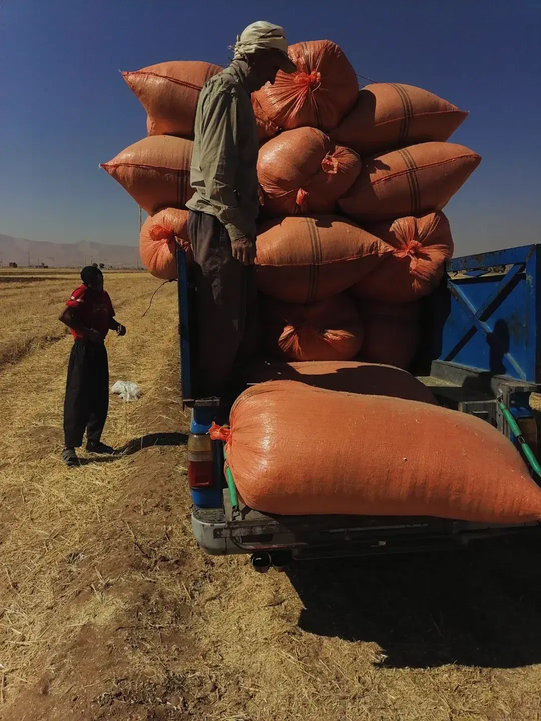 کاه لوبیا چیتی لرستان ازنا|لوازم جانبی حیوانات|خمینیشهر, |دیوار