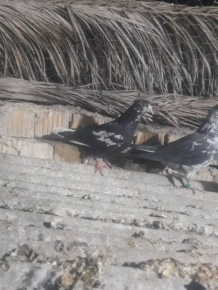 جوجه دمبی نر|پرنده|فسا, |دیوار