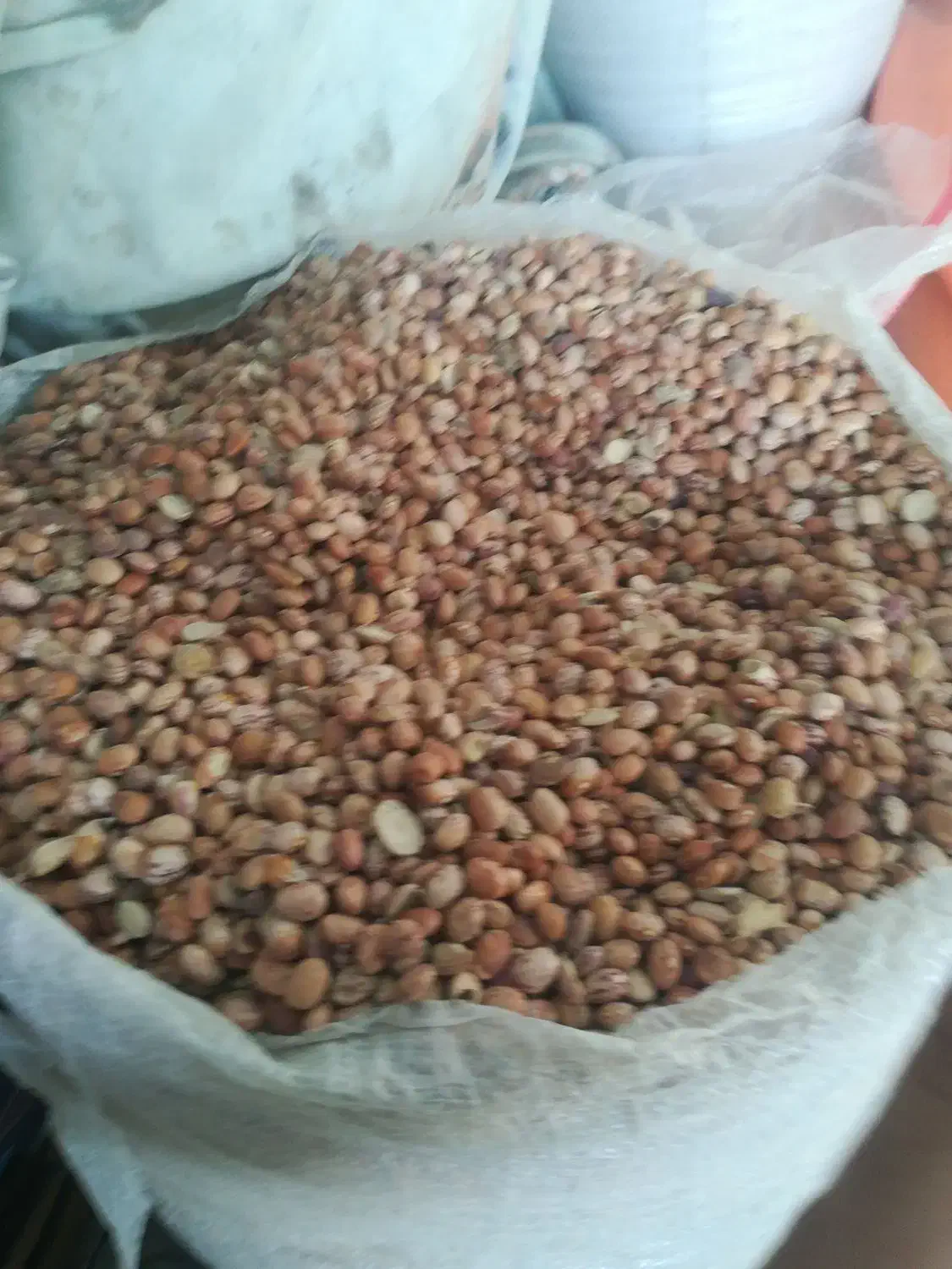 لوبیا چیتی|خوردنی و آشامیدنی|شیراز, شهرک مهدی‌آباد|دیوار