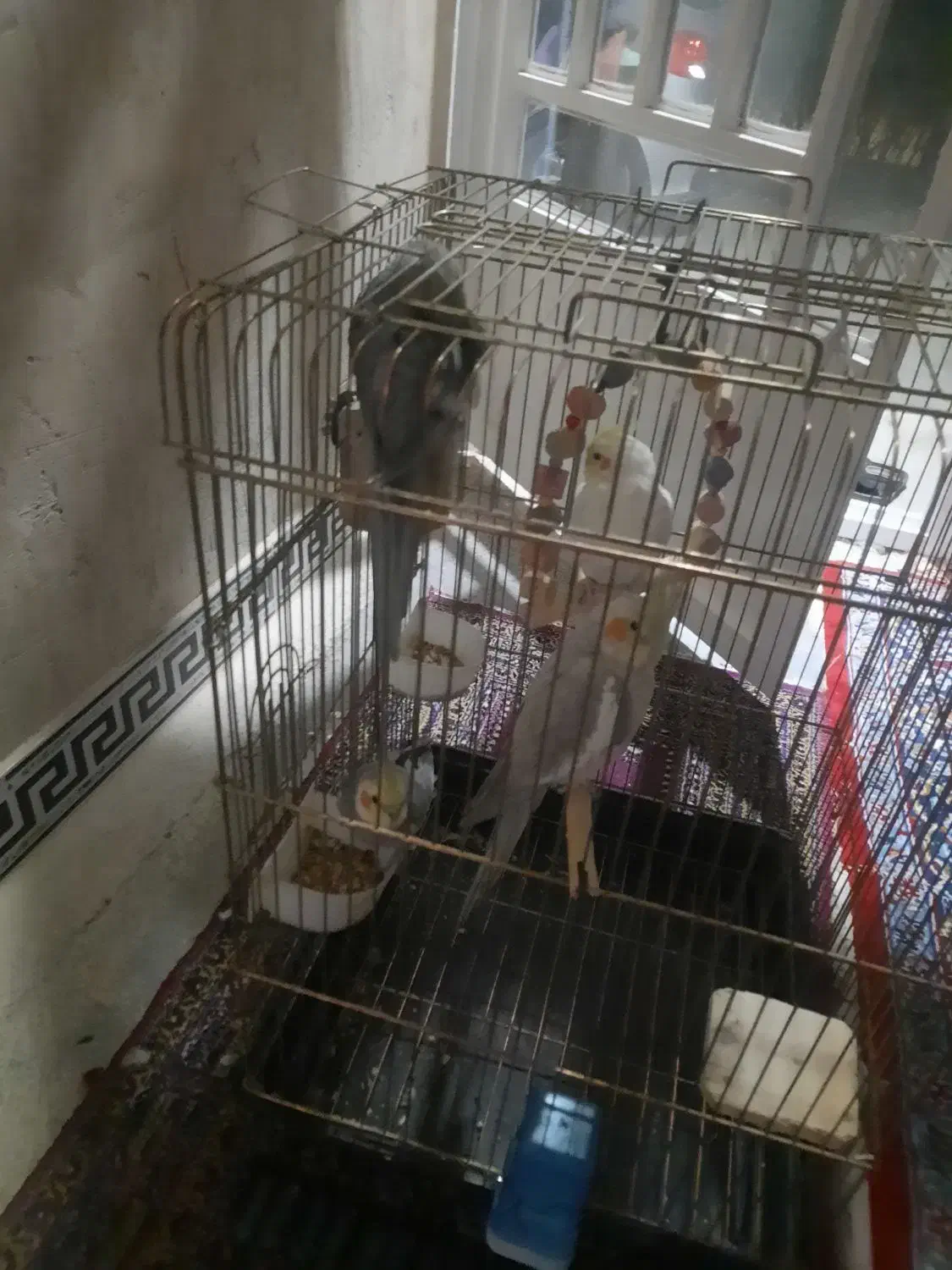 عروس هلندی مولد|پرنده|کوهدشت, |دیوار