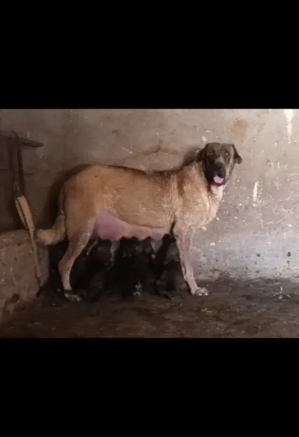 ماده عراقی (پژدر)|سگ|اهر, |دیوار