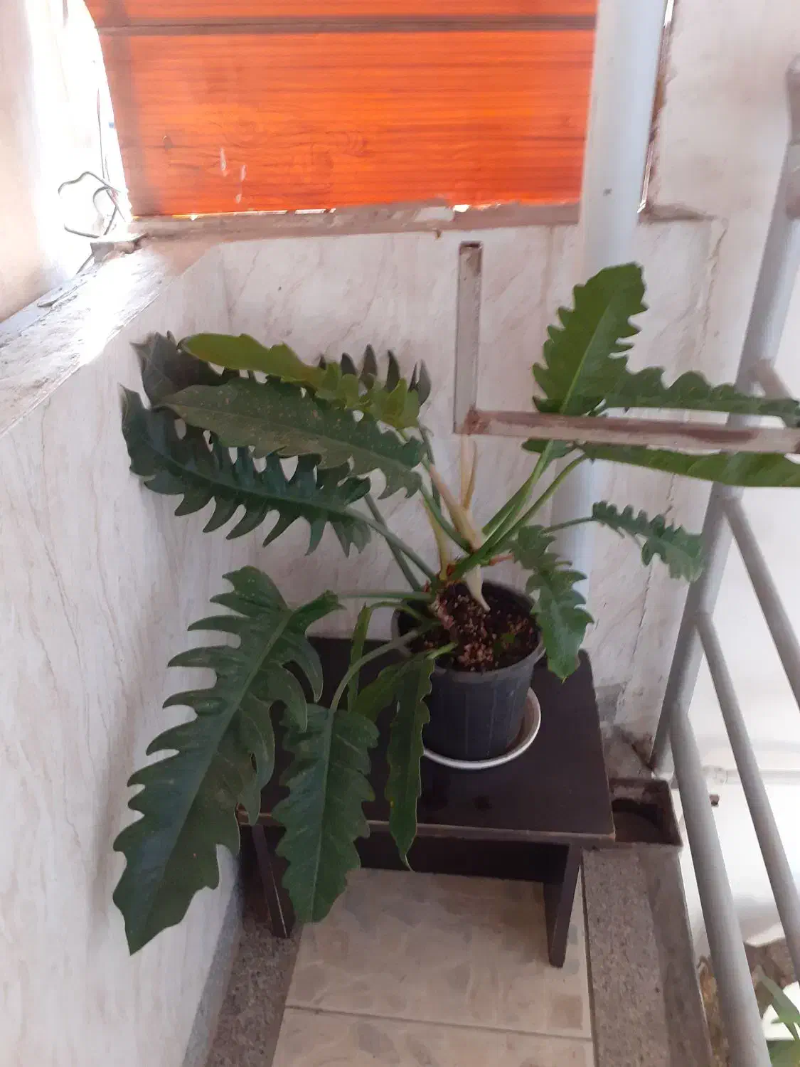 گل و گلدان|گل و گیاه طبیعی|ساری, |دیوار