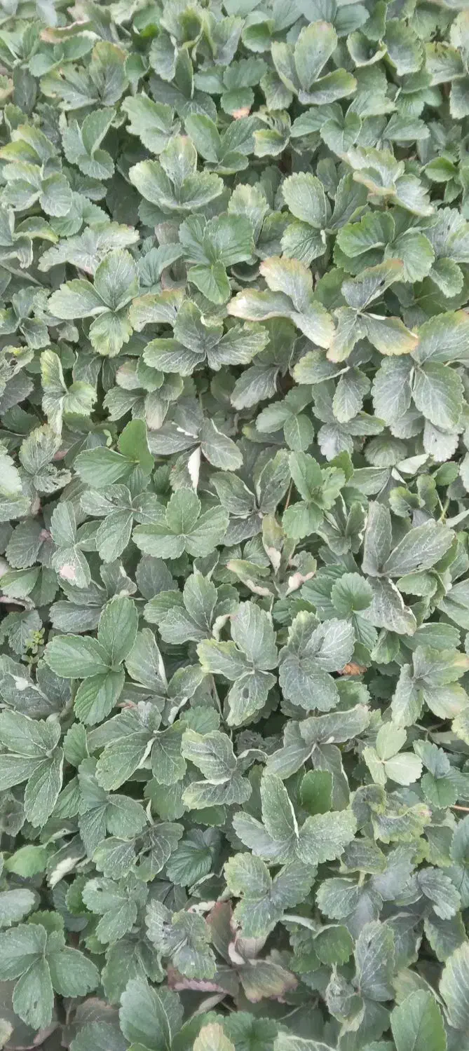 نهال کاماروس سابرینا|گل و گیاه طبیعی|خان ببین, |دیوار