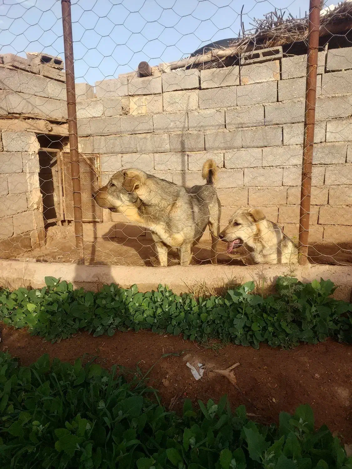 توله سگ عراقی. اصیل|سگ|تهران, افسریه شمالی|دیوار