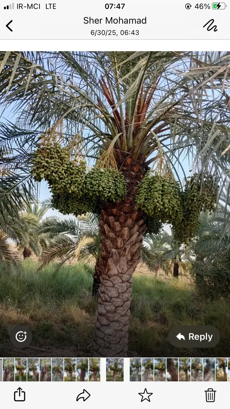 فروش پاجوش دیری و برهی اصل|گل و گیاه طبیعی|شوشتر, |دیوار