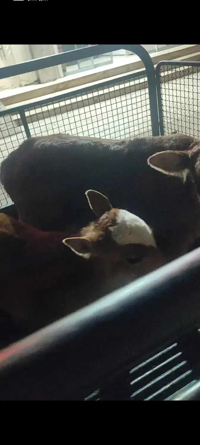 گوساله شیری|حیوانات مزرعه|حمیدیه, |دیوار