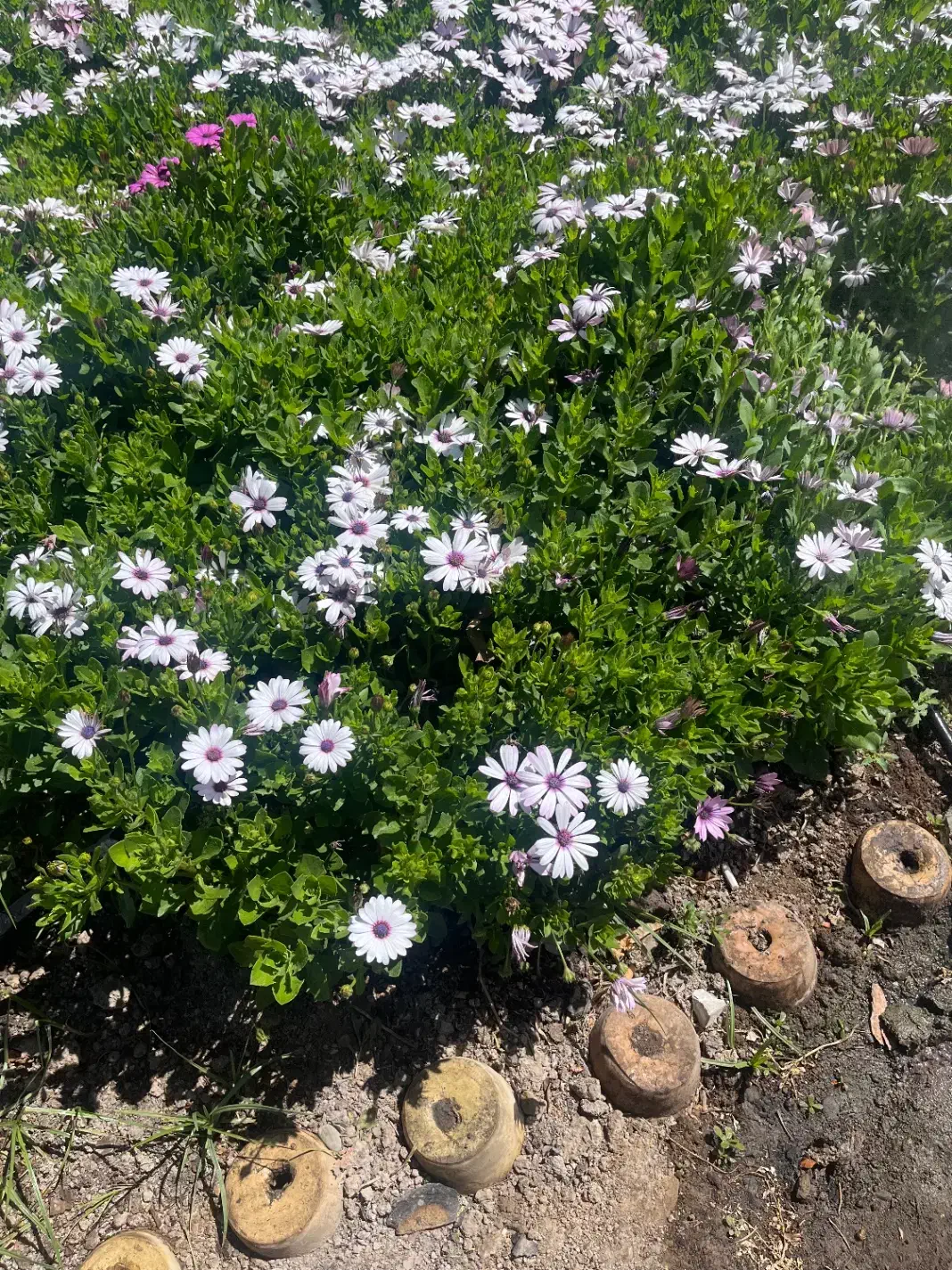 انجام کلیه امور باغبانی در کرج|خدمات باغبانی و درختکاری|کرج, فاز ۴ مهرشهر|دیوار