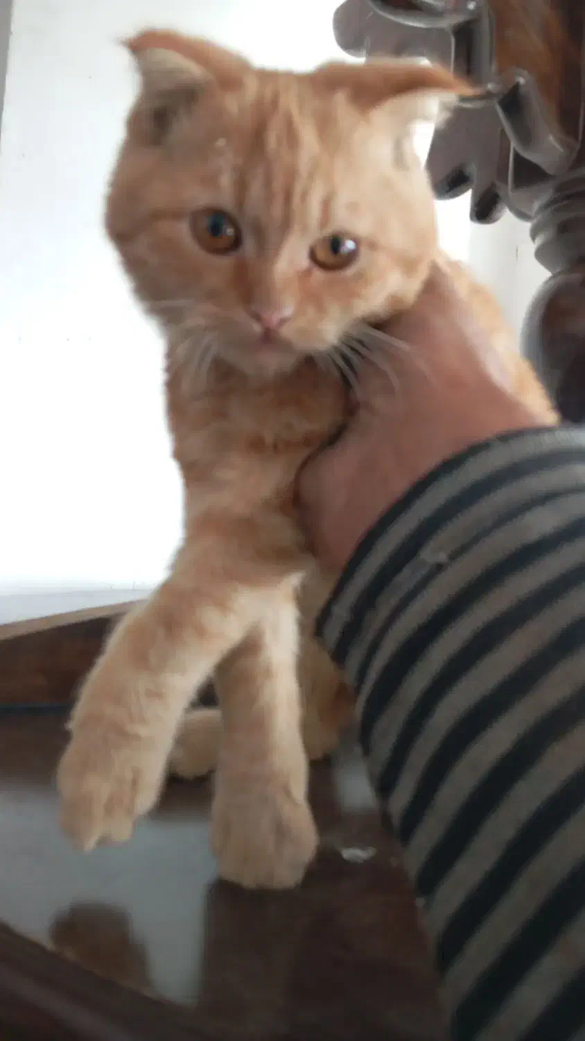 گربه واگذاری|گربه|سمنان, |دیوار