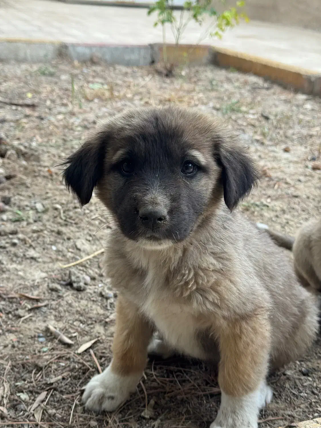 توله سگ سرابی دورگه|سگ|اصفهان, بهارستان|دیوار