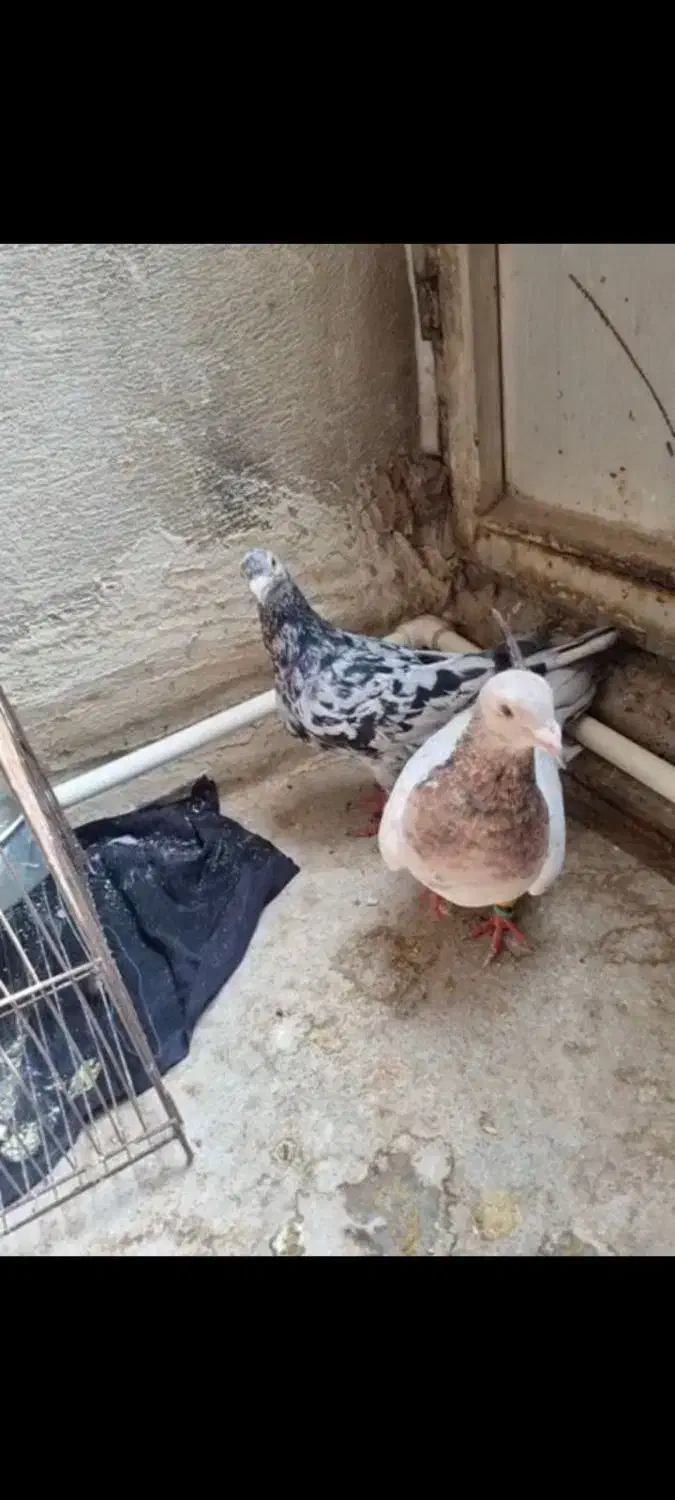 کفتر|پرنده|رباط‌کریم, شهرک صنعتی ده‌حسن|دیوار