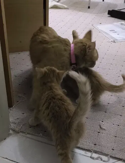 گربه گمشده|حیوانات|گلبهار, شهر جدید گلبهار|دیوار