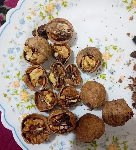 گردو کاغذی|خوردنی و آشامیدنی|میاندوآب, |دیوار