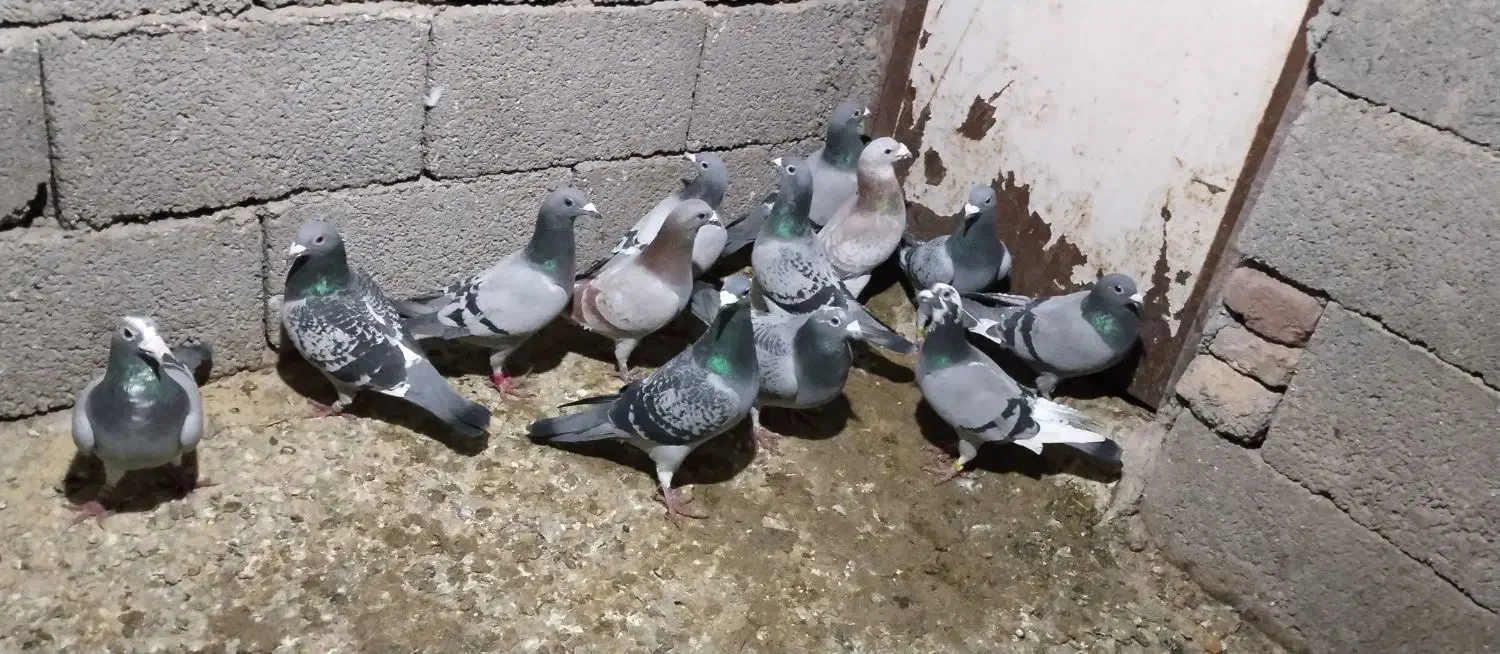 پلاکی|پرنده|اردبیل, |دیوار