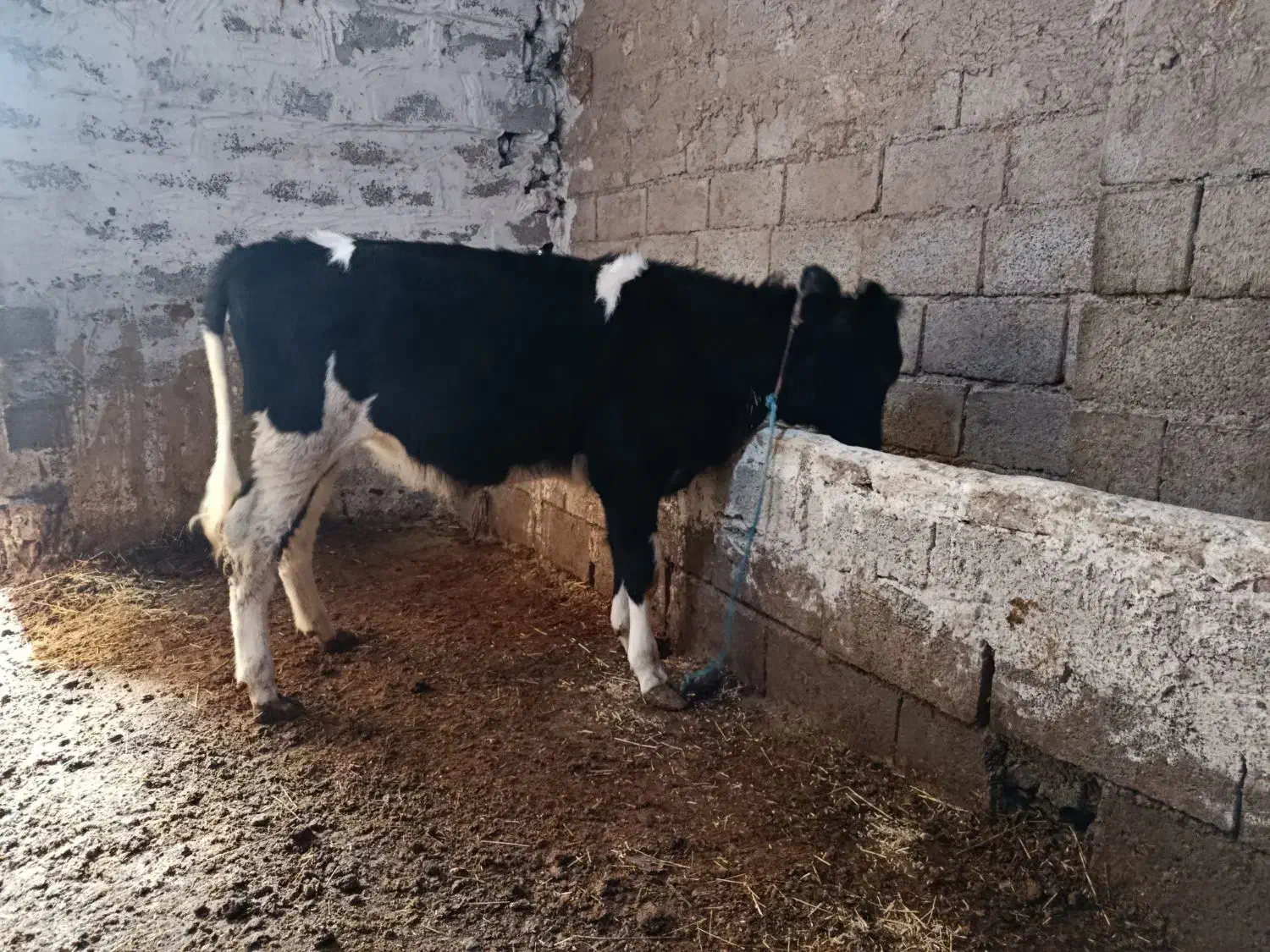 گوساله ماده|حیوانات مزرعه|اردبیل, |دیوار