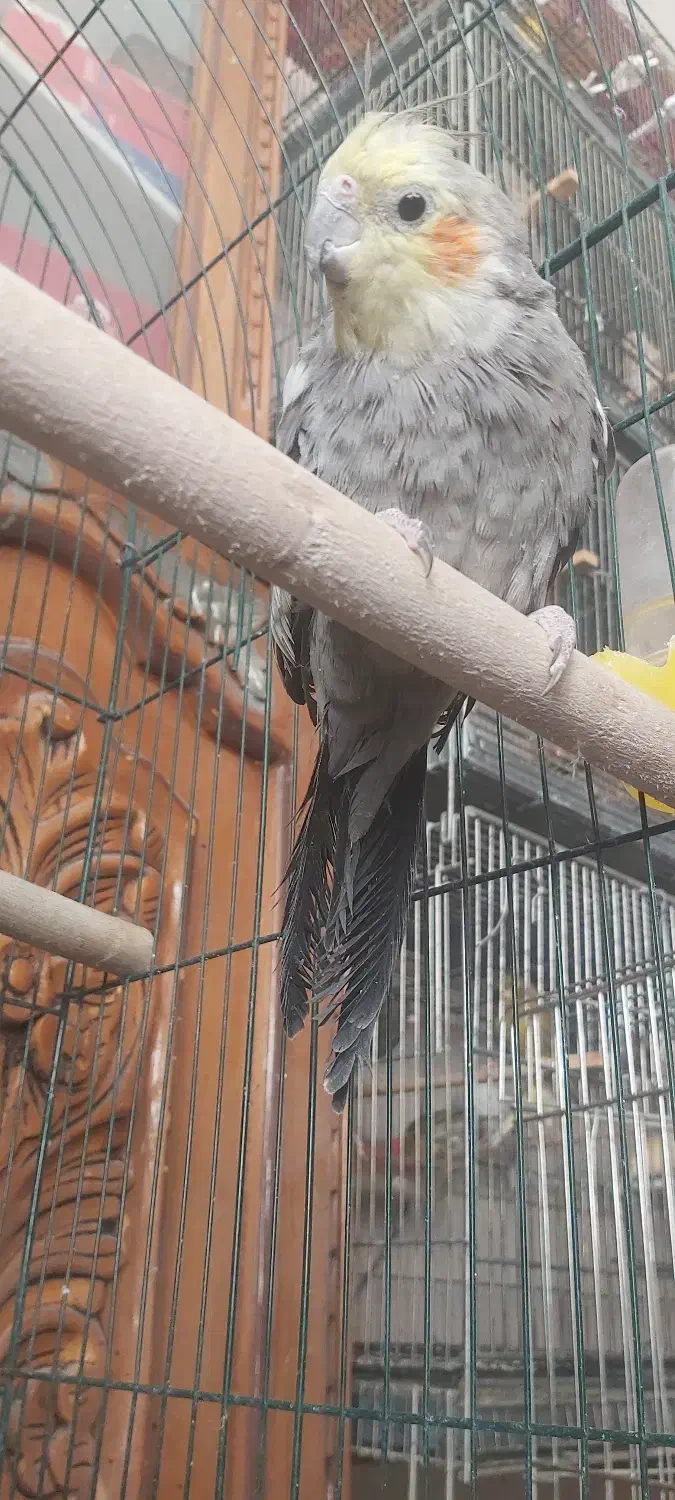 عروس هلندی|پرنده|خمینی‌شهر, |دیوار