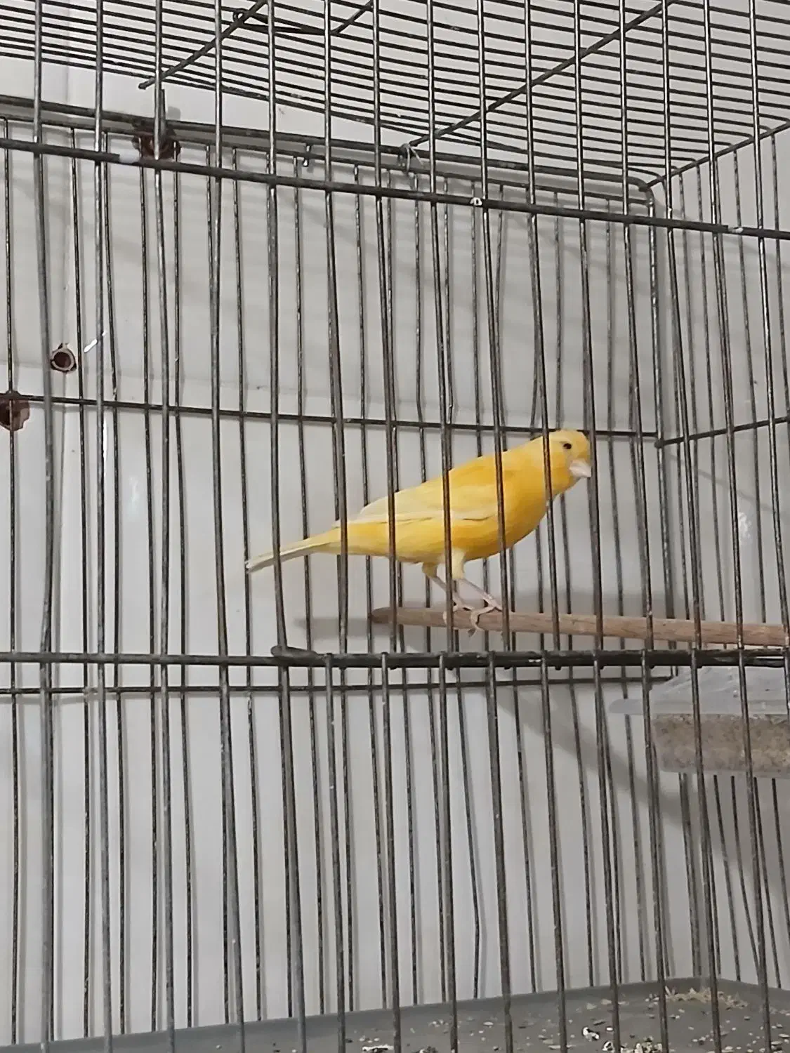 قناری نر بخون|پرنده|تهران, کیانشهر|دیوار