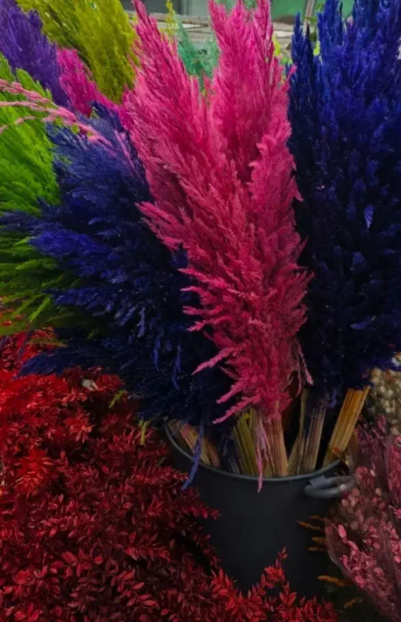 گل پامپاس،به صورت عمده وقیمت عالی|گل و گیاه طبیعی|نکا, |دیوار