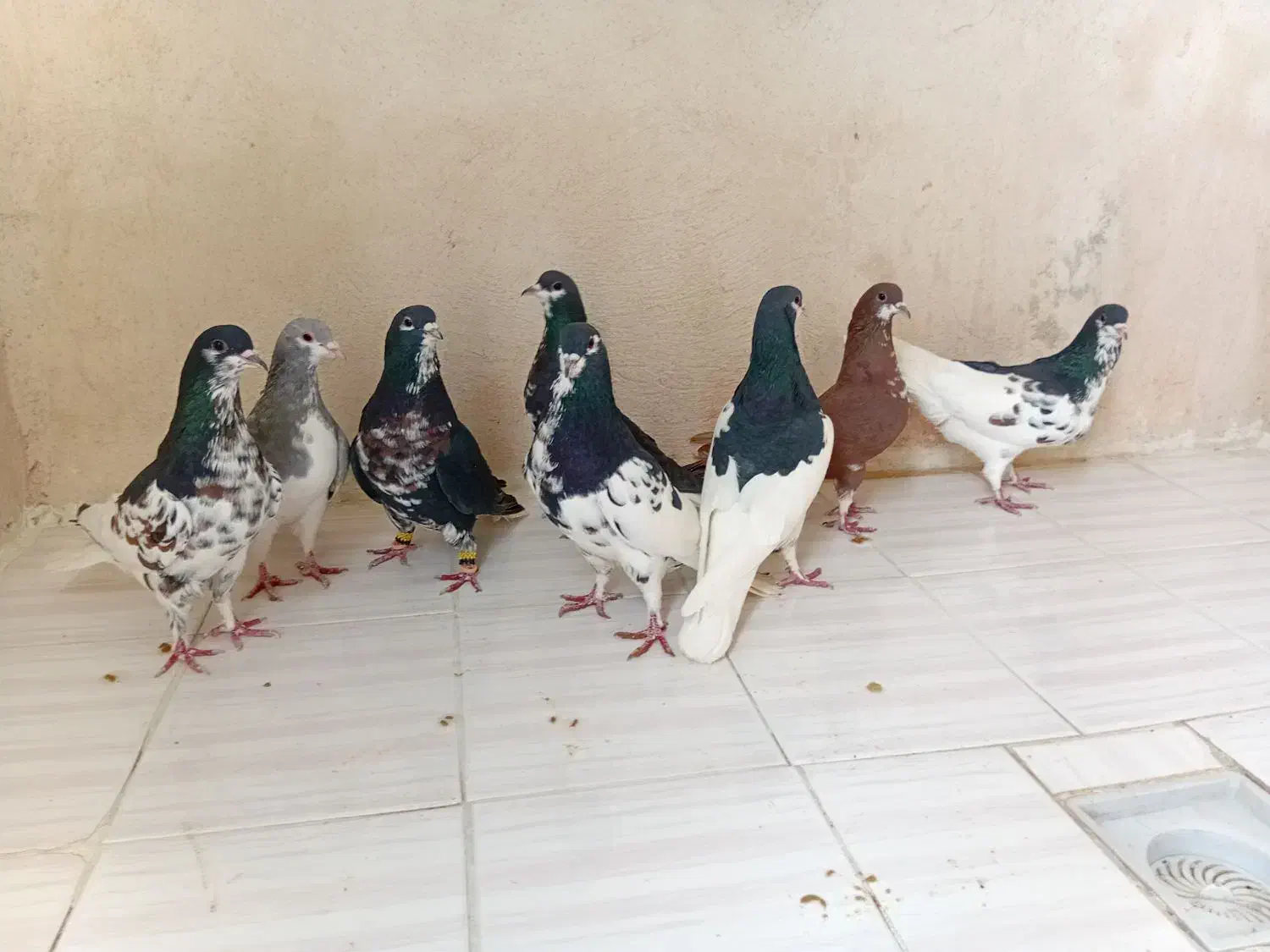 کبوتر شهری|پرنده|جره و بالاده, |دیوار