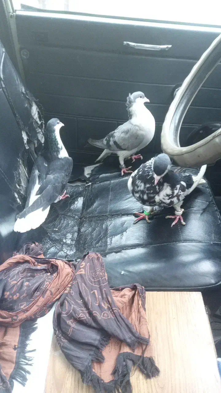 ساده|حیوانات|پردیس, فاز ۹|دیوار