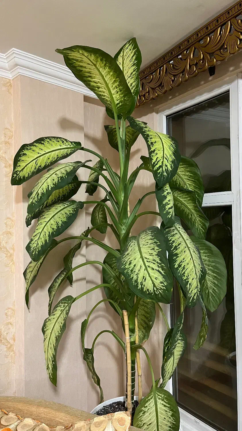 فروش گل دیفن باخیا|گل و گیاه طبیعی|ساری, |دیوار