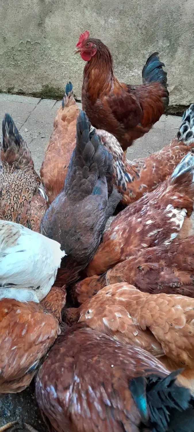 خروس ومرغ محلی|حیوانات مزرعه|رشت, جهاد|دیوار