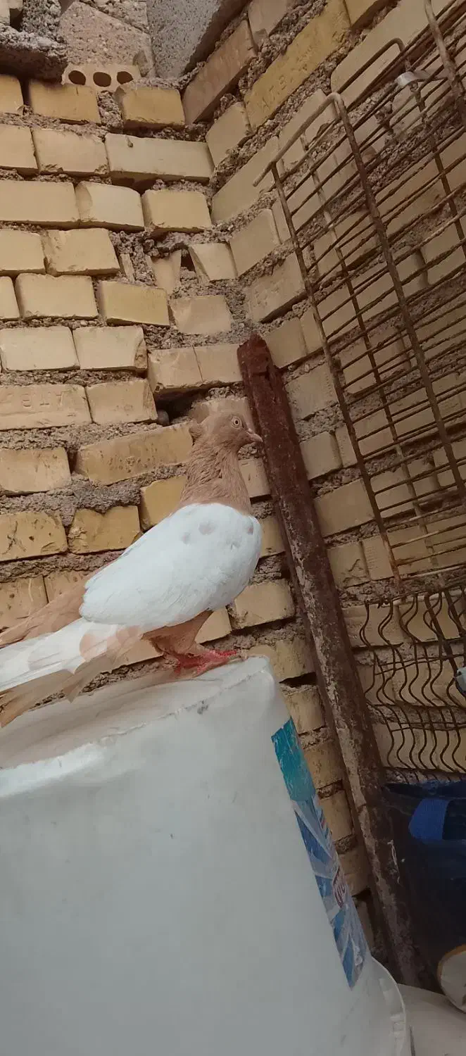 خرمشهر|پرنده|خرمشهر, |دیوار