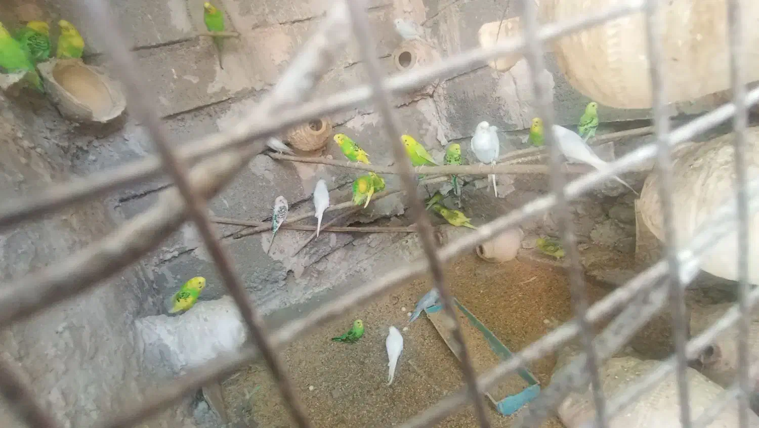 مرغ عشق|پرنده|میناب, |دیوار