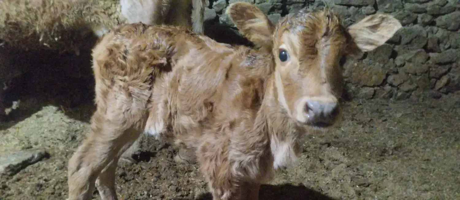 گاو گوسالە|حیوانات مزرعه|سروآباد, |دیوار