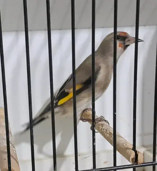 سهره کرمونی درشت|پرنده|خرمدره, |دیوار