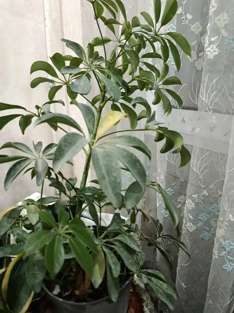 گل طبیعی|گل و گیاه طبیعی|فولادشهر, B5|دیوار