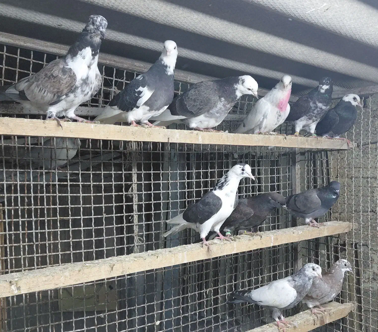 کبوتر جوجه هوایی|پرنده|قائم‌شهر, |دیوار