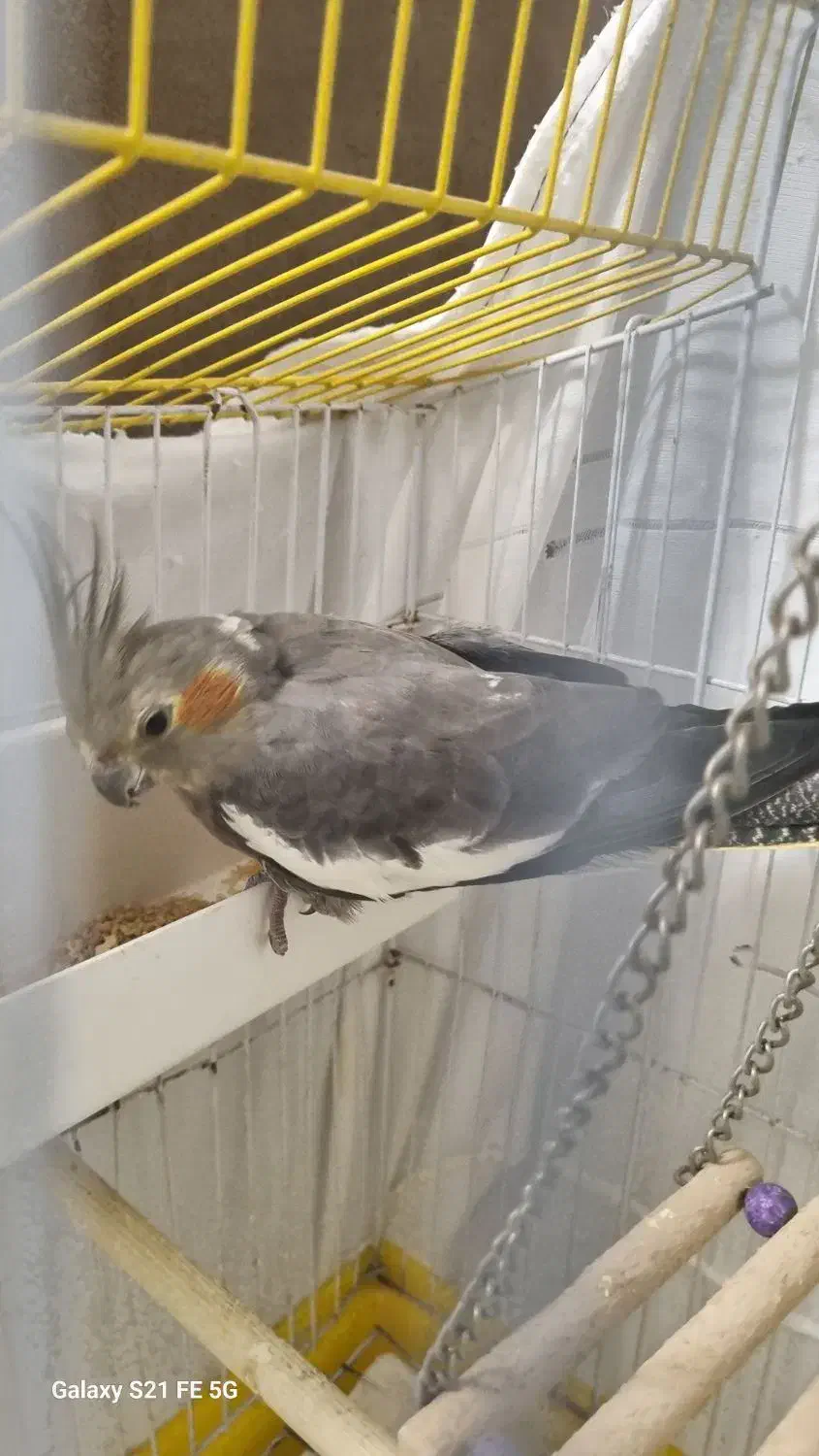 عروس هلندی ۱ساله نیم|پرنده|چالوس, |دیوار