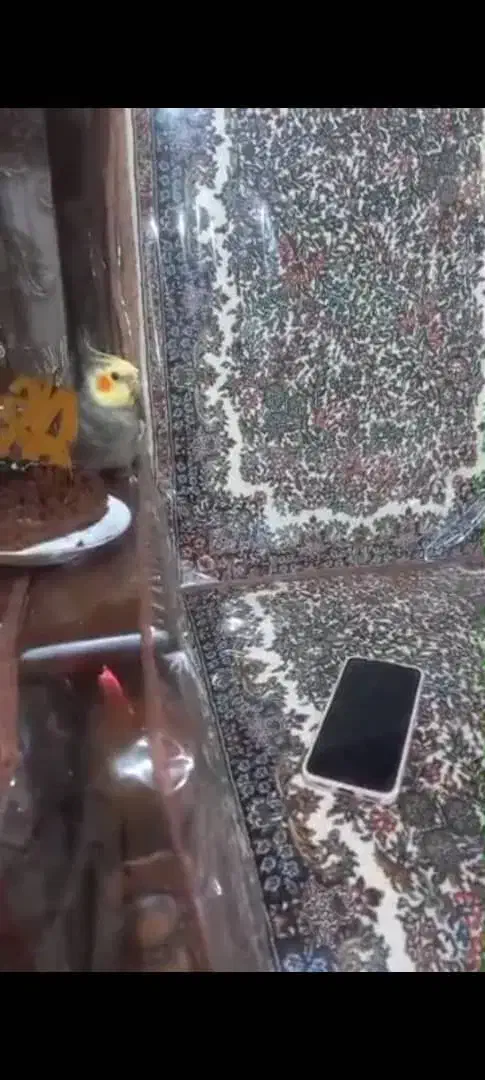 گمشده عروس هلندی|حیوانات|کرمان, |دیوار