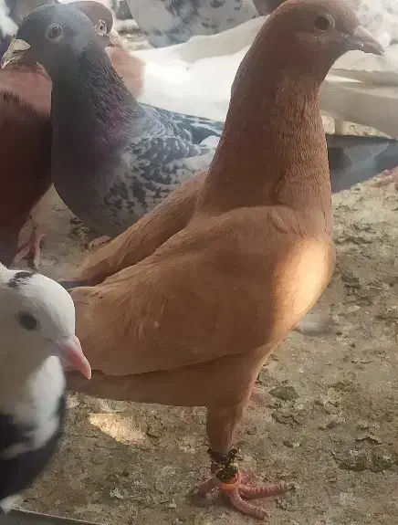 زرد کرمانی|پرنده|اندیمشک, |دیوار