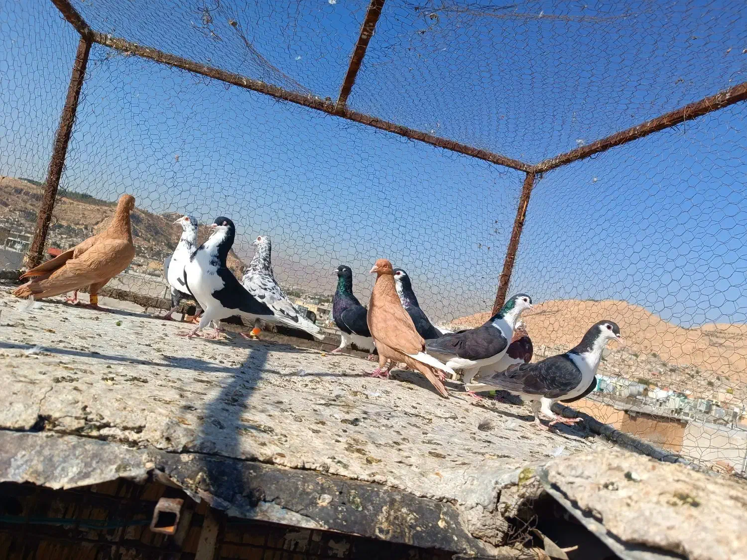 شهری پلاکی|پرنده|شیراز, دلگشا|دیوار