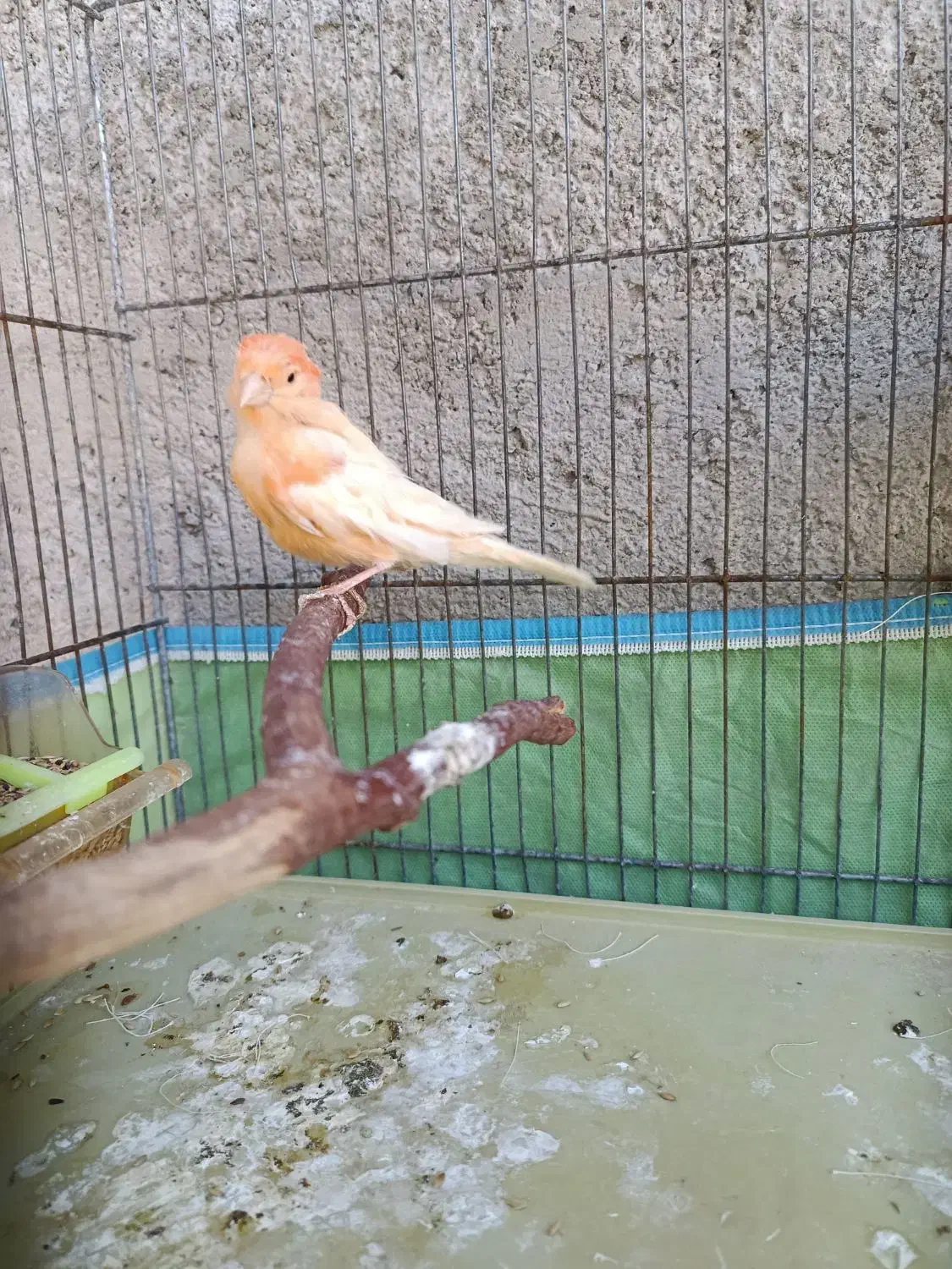 قناری ماده|پرنده|فیروزآباد (فارس), |دیوار