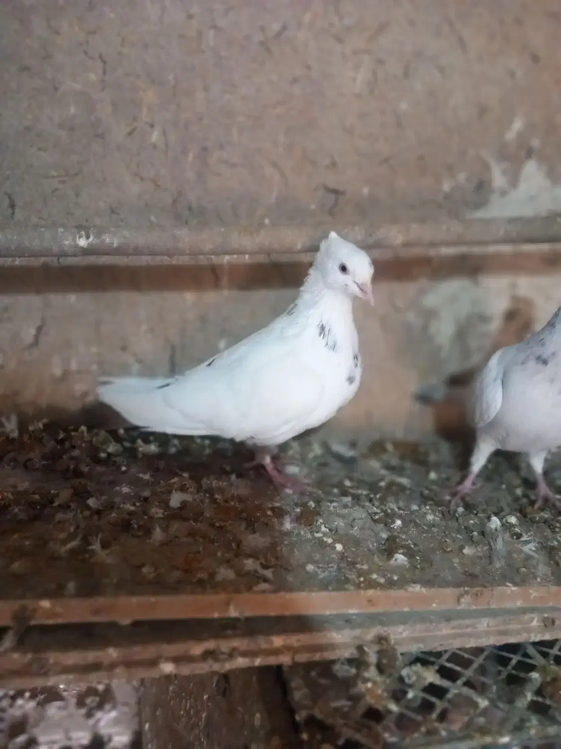 کبوتر|پرنده|شال, |دیوار