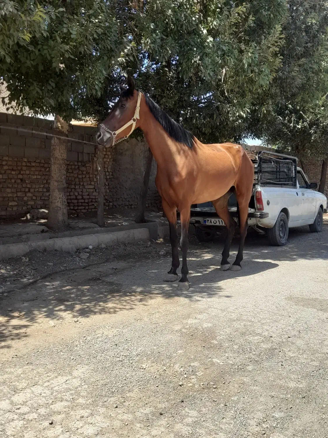 اسب|اسب و تجهیزات اسبسواری|سبزوار, امام خمینی (ناوی)|دیوار