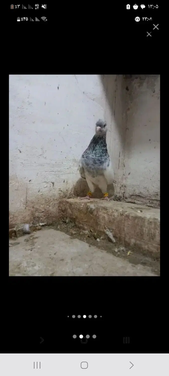 کله ماده|پرنده|مشهد, باغستان|دیوار