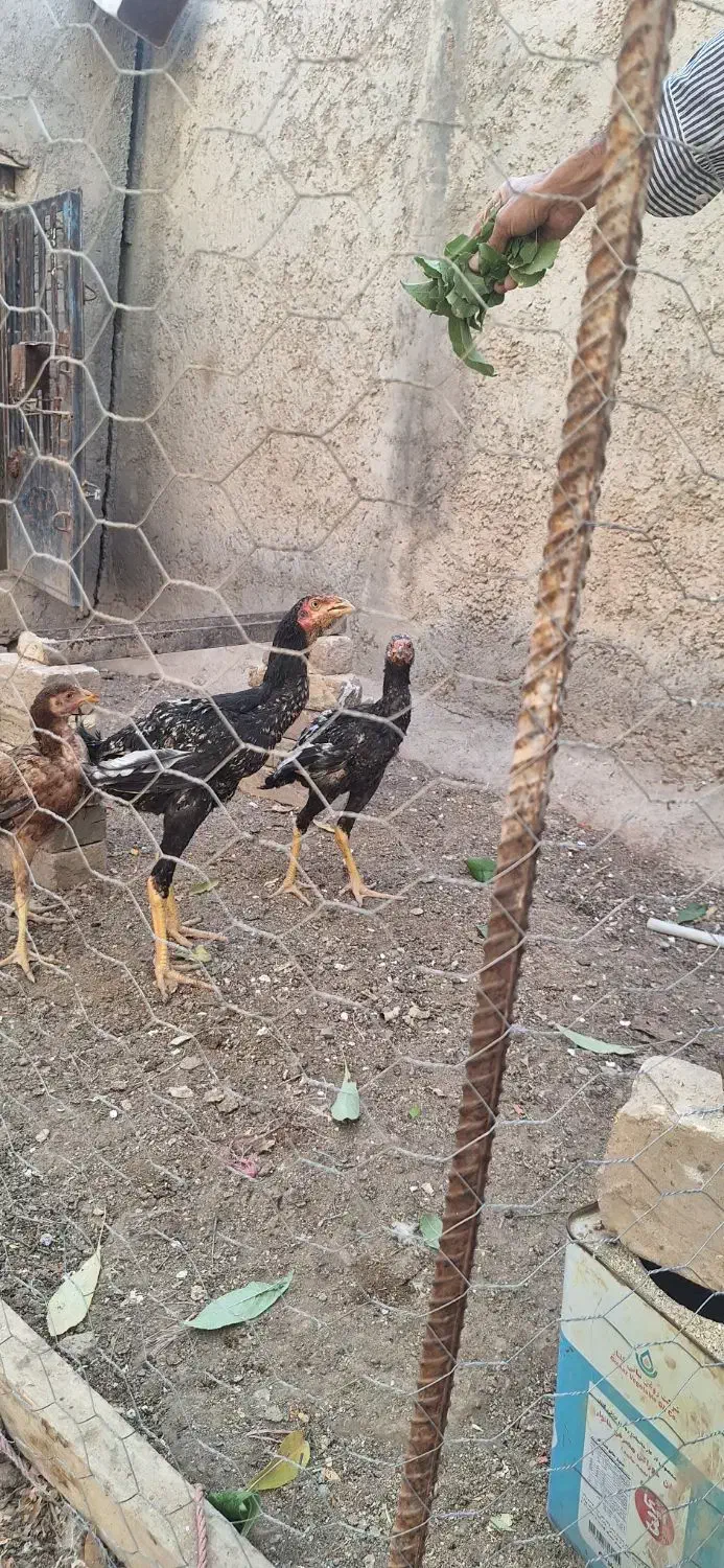 لاری اصل نژاد دار|حیوانات مزرعه|دشتابی, |دیوار