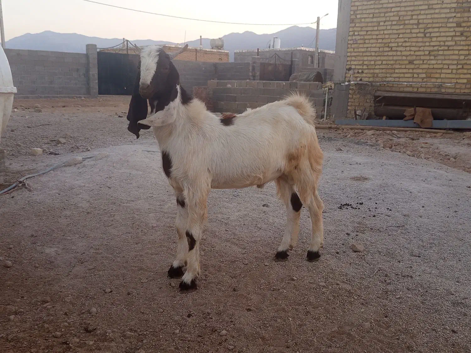 کهره بذری بره بز میش قوچ|حیوانات مزرعه|کوار, |دیوار