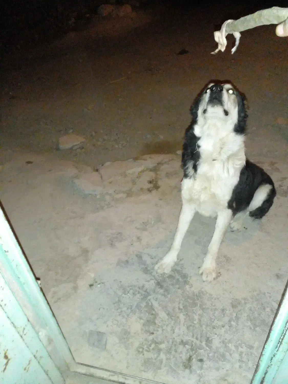 سگ گله|سگ|بیرجند, |دیوار