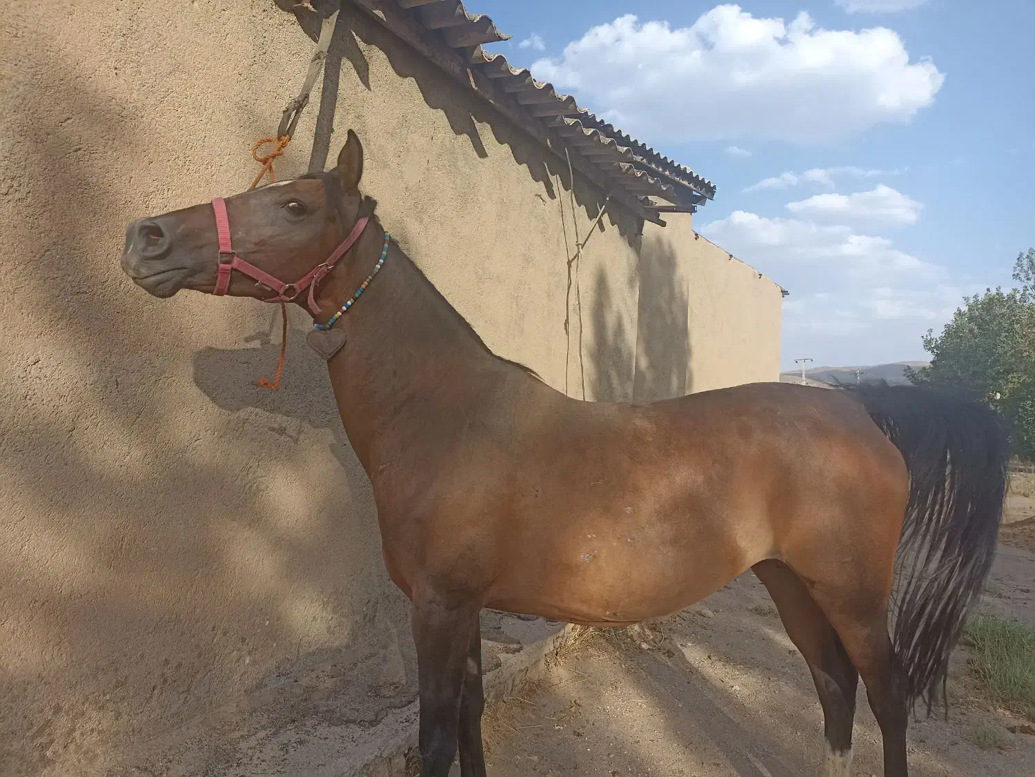 فروش مادیان عرب کرد|اسب و تجهیزات اسب‌سواری|ملایر, |دیوار