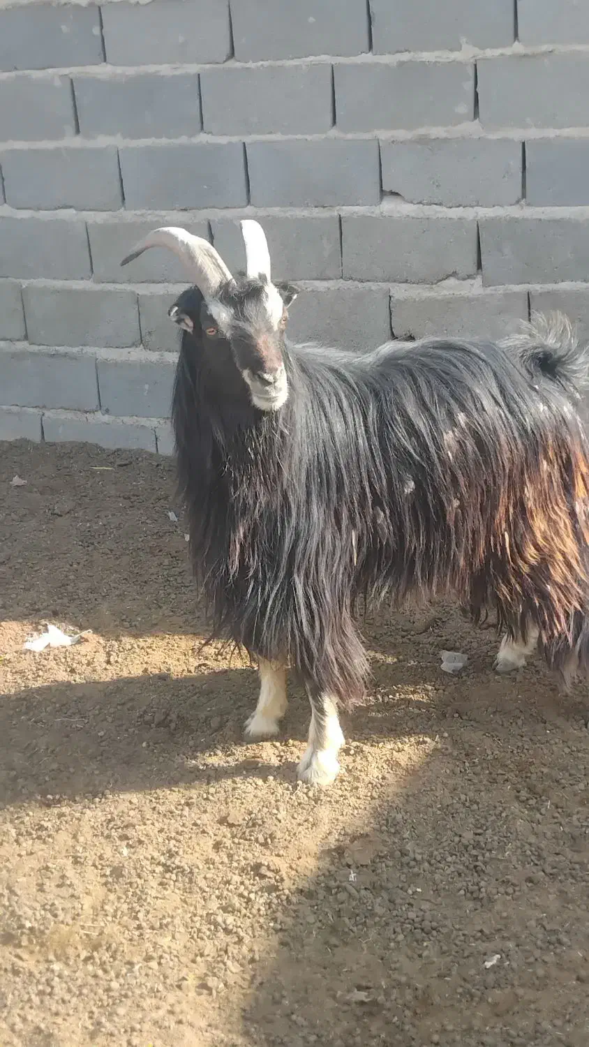 نربز|حیوانات مزرعه|جوادآباد, |دیوار