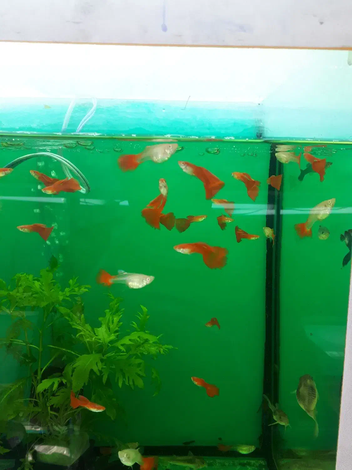 انواع گیاهخوار و گوشتخوار جدید|ماهی|کرمان, |دیوار