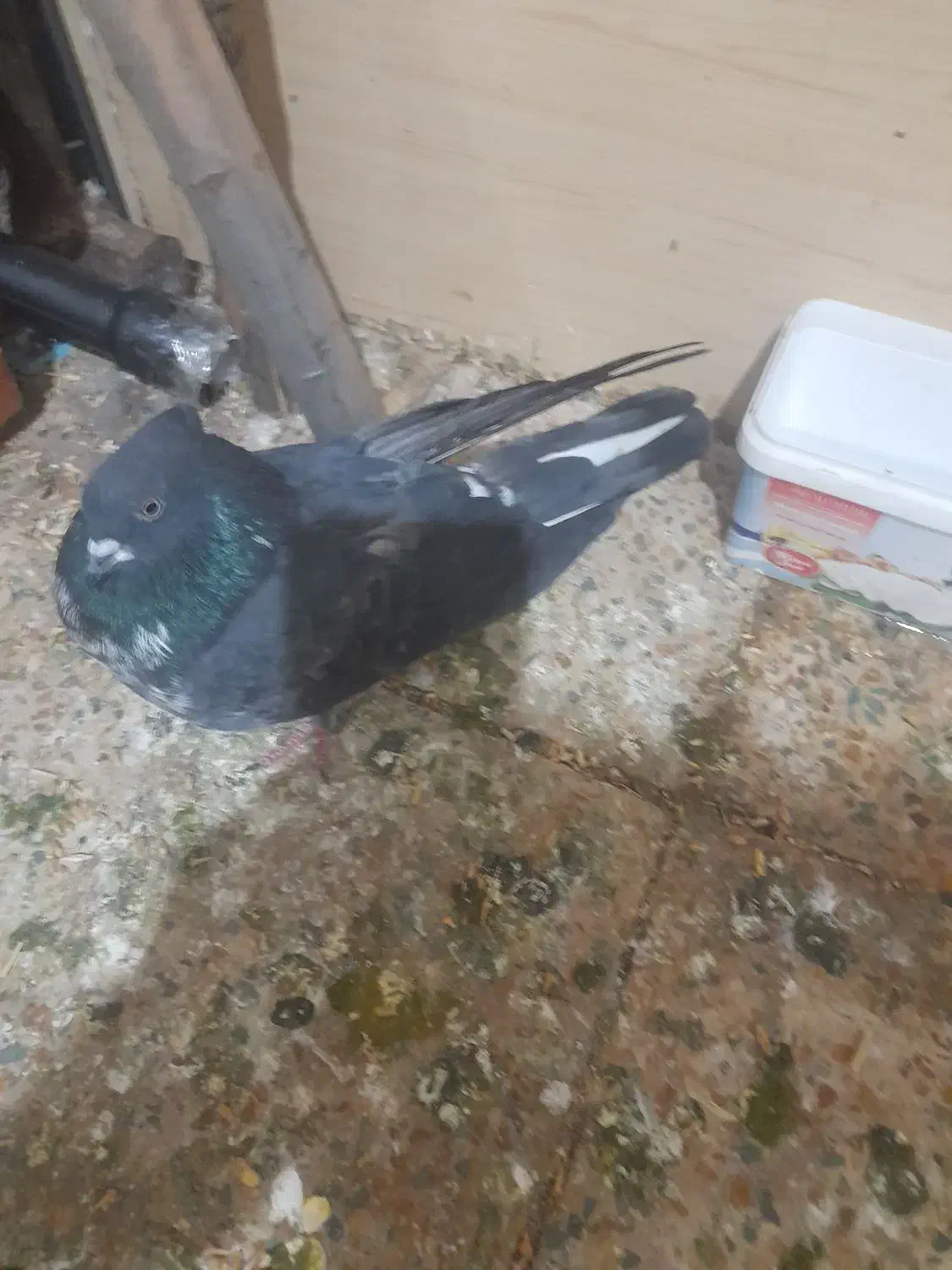 دوتاکفتره فروشی هردوگرفتنی|پرنده|اشترینان, |دیوار