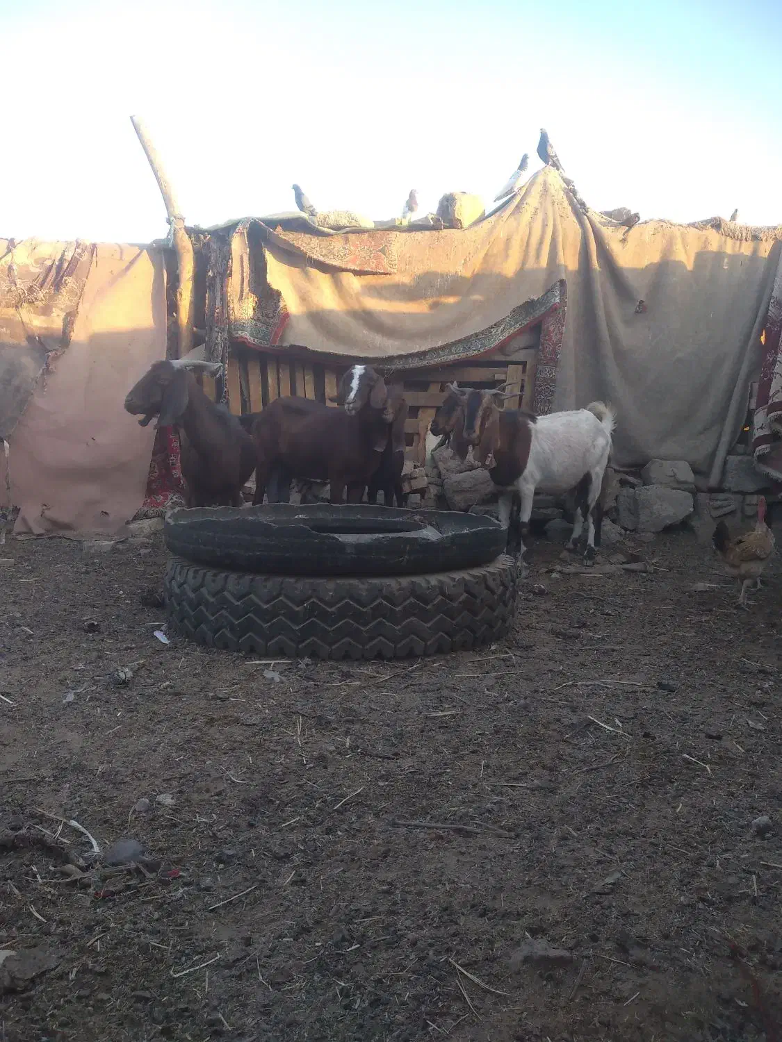 ابادان|حیوانات مزرعه|خرمشهر, |دیوار