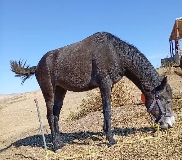 اسب جوان 2سن دارد|اسب و تجهیزات اسبسواری|اهر, |دیوار