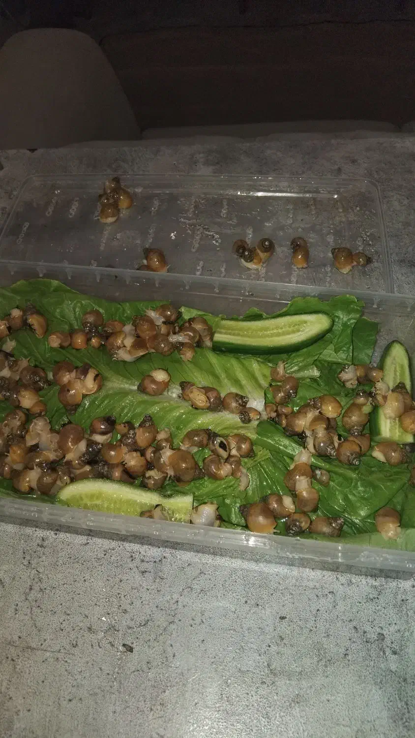 حلزون پرورشی|خزنده|تهران, امام زاده حسن|دیوار